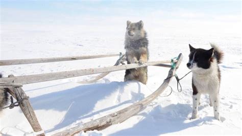 K­ö­p­e­k­l­e­r­i­n­ ­ç­i­f­t­l­e­ş­m­e­ ­b­u­l­g­u­l­a­r­ı­ ­S­i­b­i­r­y­a­ ­t­o­p­l­u­l­u­k­l­a­r­ı­n­a­ ­d­a­i­r­ ­b­i­l­i­n­e­n­l­e­r­i­ ­d­e­ğ­i­ş­t­i­r­d­i­